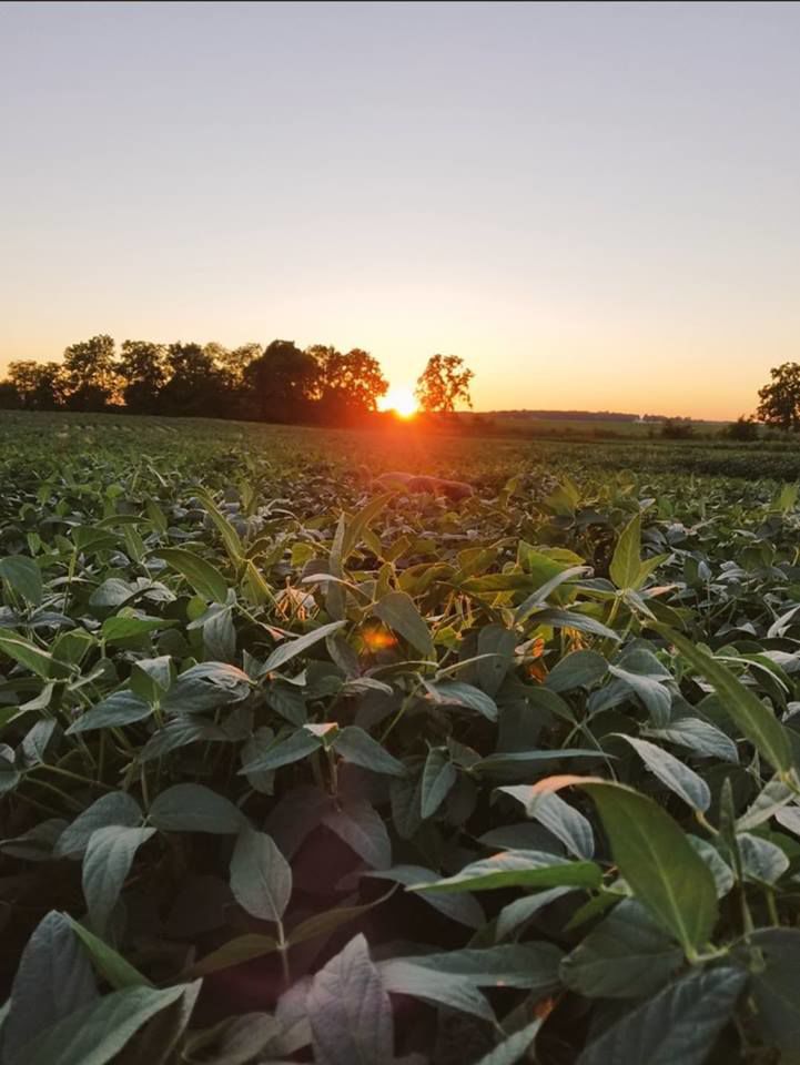 Corn field (Photo)